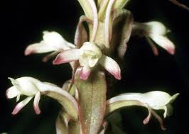 Image result for Satyrium coriophoroides