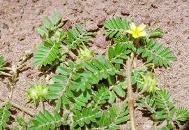 Image result for Zygophyllaceae