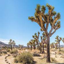 How To Visit Joshua Tree National Park Joshua Tree National Park National Parks Joshua Tree