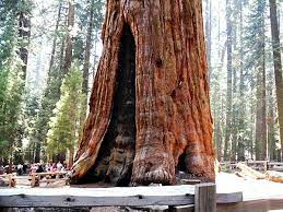 The Great Sequoia Trees Impressive Magazine Sequoia Tree General Sherman Tree Hedge Trees