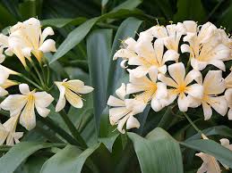 Image result for Clivia miniata