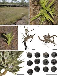 Image result for Diplacrum africanum