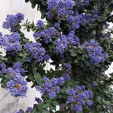 Image result for Nicolasia nitens