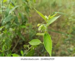 Image result for Tragia glabrata