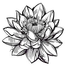 Sketch Style Lotus Flower Tattoo Design Sketch Style Tattoos Lotus Flower Tattoo Design Flower Tattoos