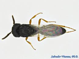 Image result for Hugonia platysepala