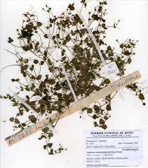 Image result for Micrargeria filiformis