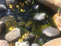 Weighted blankets are the trendiest way to help poor sleepers get a good night's rest. Blanket Weed Help Garden Pond Forums