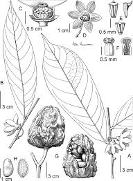 Image result for Polyceratocarpus gossweileri