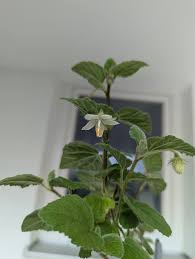 Image result for Hibiscus fuscus