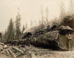 Early Logging Photos Show The Taming And Tarnishing Of Washington State S Old Growth Forests By Rian Dundon Timeline
