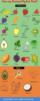 Pin On Guinea Pig Feeding Diet