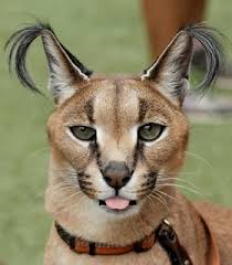 Caracal diet is mainly carnivorous. Caracal Wild Cat Caracal The Caracal Is A Medium Sized Flickr
