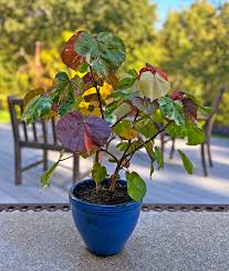 Image result for Hibiscus tiliaceus