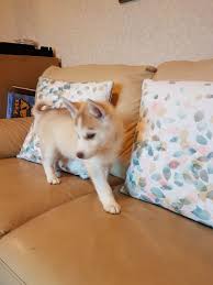 Male And Female Siberian Husky Puppies Manila Philippines Buy And Sell Marketplace Pinoydeal