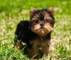 Available Puppies - NATTY TEACUP YORKIE PUPPIES PARADISE