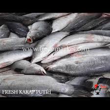 Contohnya adalah ikan kakap, kerapu, tenggiri ada sensasi pedas yang berasal dari penggunaan pasta kari merah, gurih dari daging ikan. Fredo Market Ada Dua Macam Ikan Kakap Yaitu Kakap Merah Dan Kakap Putih Di Pasaran Kakap Putih Memiliki Harga Jual Sedikit Lebih Mahal Dari Kakap Merah Walaupun Dagingnya Sama Sama Enak Ikan