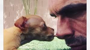 Remy the boxer goes from puppy to adult.this is how fast the years go for dogs.#petrage #boxerdog #puppiesanddogs #boxer #dogsandpuppies. Fostering An Animal Is A Win Win For Parents And Pets