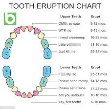 teething chart baby sada margarethaydon com