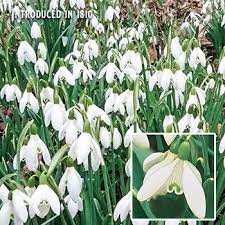 Snowdrop Bulbs For Sale Breck S Winter Garden Spring Garden Part Shade Flowers