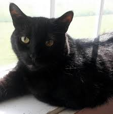 Vets have noticed that when a cat is given b12 injection, it stimulates their appetites. Angus Is A Miracle Cat Who Just Wants To Love You Paws And Effect