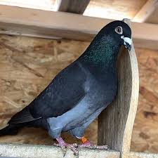 By Freres Elghiyat Pigeonsloversofallkinds Porumbei Pigeons Pigeonracing Pigeon Birdlovers Bird Birdsofins Pigeon Pictures Pet Birds Racing Pigeons