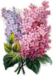 Pin By Semra Acer On All Together Decoupage Prints Vintage Lilac Painting Vintage Flowers Flower Art