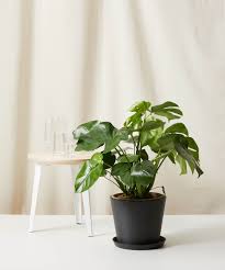 Monstera Deliciosa Plant Care Guide Bloomscape