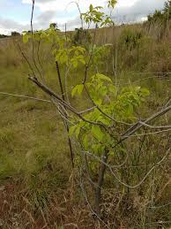 Image result for Neocussonia umbellifera