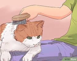 If you want your kitty to join you on outdoor adventures — even if it's just in the backyard or on the porch — you first need to find him a harness that fits comfortably and teach him to walk on a leash. How To Know When To Euthanize Your Cat With Pictures Wikihow