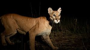Oh, baby baby, it's a wild world. Florida Panther Dies On Collier County Road After Vehicle Hits Her Wednesday