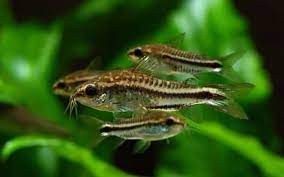 Pygmy Cory Detailed Guide Care Diet And Breeding Shrimp And Snail Breeder
