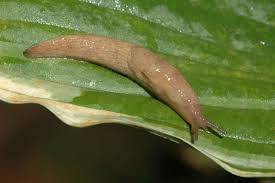 Regular preventive medications and vaccinations will help to prevent our pets from picking up diseases from their wild neighbours. Slugs In Home Gardens Umn Extension