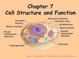 Check spelling or type a new query. Cell Organelles Ribosome Attached Nucleolus Ribosome Free Nucleus Ppt Video Online Download