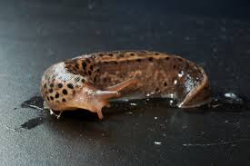 マダラコウラナメクジ - Wikipedia