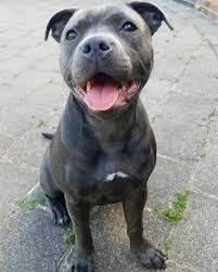 Follow Pitbulldogstuff Pitbulldogstuff Pitbull Pitbullsofinstagram Pitbulllove Pitbulls Dontbullymybreed In 2020 Cute Dogs And Puppies Pretty Dogs Staffy Pups