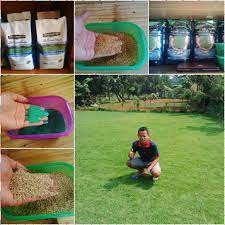 Bibit rumput vetiver kondisi selesai dipanen. Biji Rumput Lapangan Sepakbola Jual Biji Rumput Lapangan Sepakbola Benih Rumput Taman Biji Rumput Indograss