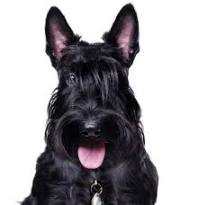 The poodle can be either standard another excellent hunter and retriever of waterfowl, the golden retriever originated in scotland before making their way to north america in the early 1900s. Scottie Scottish Terrier Puppies For Sale Adoptapet Com