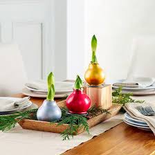 Our wax dipped amaryllis bulb is the perfect gift for someone who loves flowers. Waxed Amaryllis Bulb Blooms Without Water Or Soil