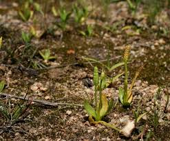 Image result for Ophioglossum thomasii