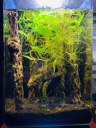 Is there a place i can buy harry potter aquarium decorations? Woman Creates A Star Wars Themed Fish Tank With A Model At At