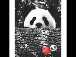 اجمل صور الباندا اويلييي يخبل ع ـآش ـق ة آل ب ـآن د آ Youtube Panda Bear Panda Bear