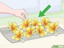 Dried and cured hibiscus flowers can make for a really tasty snack. 3 Ways To Dry A Hibiscus Flower Wikihow