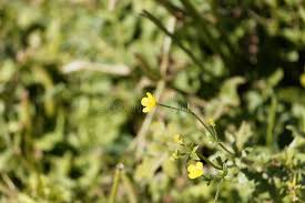 Image result for Ranunculus multifidus