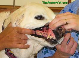 Dog Teeth By Age Goldenacresdogs Com