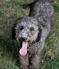 Black And White Doodle Dog For Sale Silver Goldendoodle Google Search Goldendoodle Puppy For Sale Goldendoodle Puppy Goldendoodle