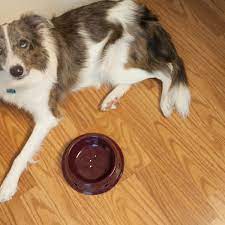 4 Things To Do If Your Dog Is Vomiting Pethelpful