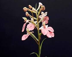 Image result for Habenaria adolphi