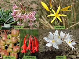 Image result for Amaryllidaceae