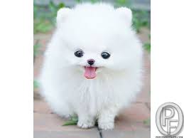 We introduce our beautiful pomeranian litter from our dog kelly. Looking For Small Pomeranian Dog Puppy In Mumbai Maharashtra India In Pet Animals And Accessorie Cute Fluffy Dogs Pomeranian Puppy Teacup Cute Little Animals